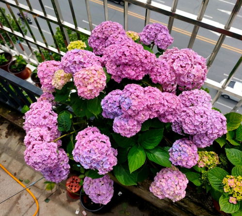 庭院必备：牡丹与月季