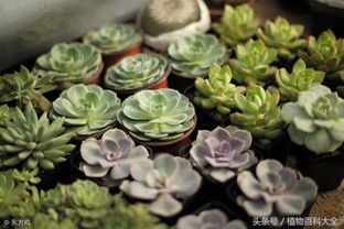 多肉种植失败，是土壤问题还是养护不当