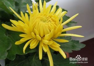 菊花品种繁多，这些你都认识吗