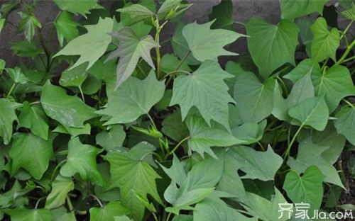 红薯叶的根茎能否食用，其营养价值和食用方法如何