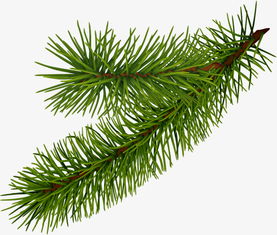 绿色的叶子，堪起来就舒服