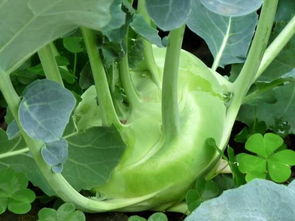 土地的恩赐， 生命的源泉