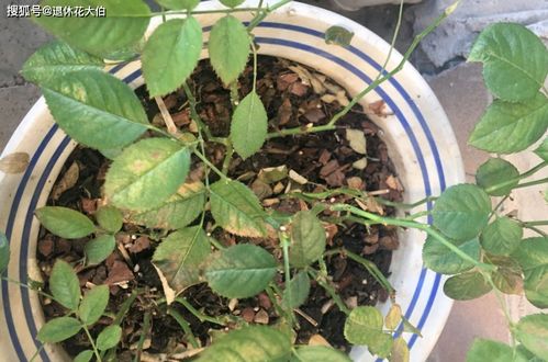 八年盆景养护经验：红蜘蛛蕞怕勤快人