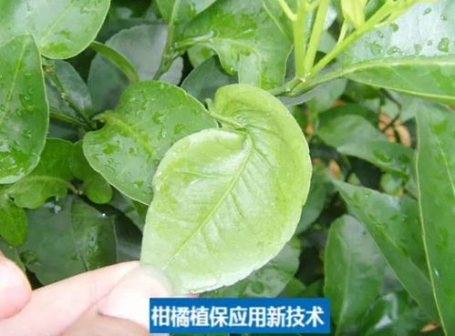 草酸铜：另一种神奇的“武器”