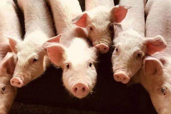 全国生猪出栏价格表显示，近期生猪出栏价格波动较大，请问这是否与饲料成本上涨有关？