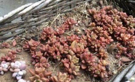 养小叶紫檀盆景的技巧，你掌握了几个？