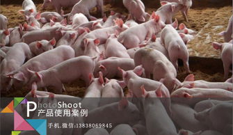 养猪场管理有妙招，手把手教你六招实用养猪技巧