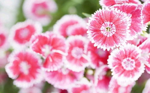 油菜花：双性花，爆款花卉，花界焦点！