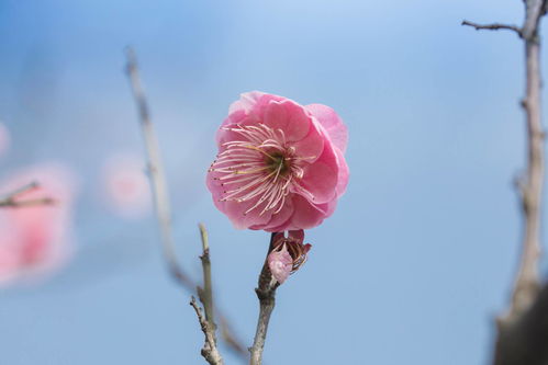 别再只知道老品种了！这些花木小苗新品种