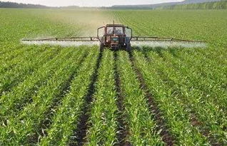 上个月我去郫者阝区农家乐偷师，发现他们用泡沫箱种的红薯叶，30天嫩收4茬。秘诀是...