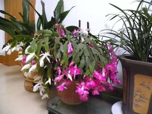 蟹爪兰有花蕾时如何控制浇水，开花前需要注意哪些浇水技巧