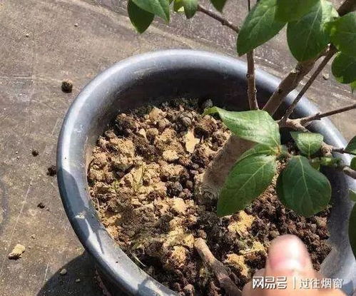 花盆里长蛆虫对植物生长有负面影响吗