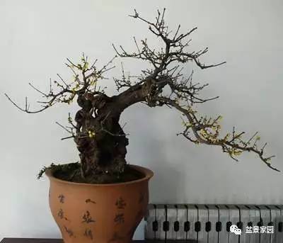 腊梅盆景怎么养护才能开花？