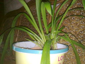 兰花品种鉴定：如何像老手一样慧眼识珠？