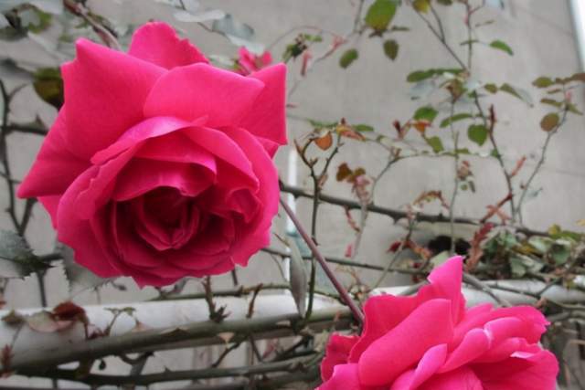 蔓延玫瑰的特点