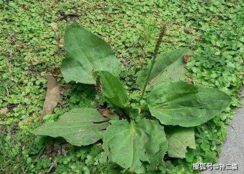 江西春季种车前子草真的可行吗？