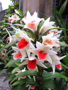 珍稀花卉：大自然的瑰宝