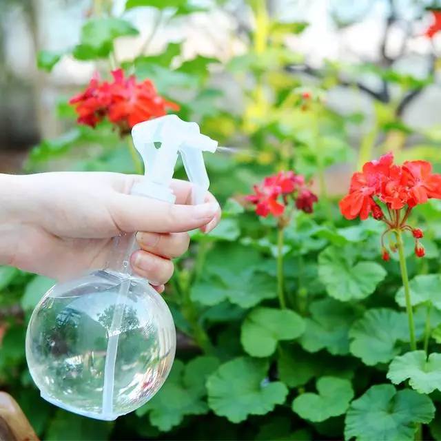 花卉养护的“水”秘密