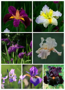 观赏花卉品种：矮生向日葵与甜罗勒