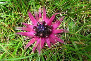 藏族高海拔地区花卉种植，揭秘如何节省60%成本！