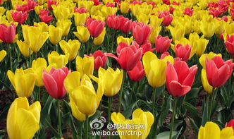 郁金香提前开花：四大核心技巧揭秘