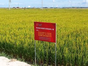 挖沟排盐， 碱茅扎根