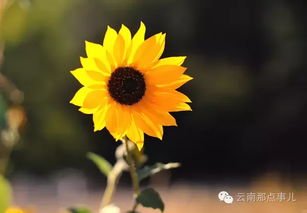 向日葵的开花之谜