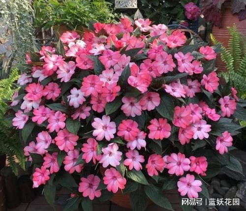 茶花凤仙如何进行科学种植，才能确保其花朵艳丽且生长旺盛