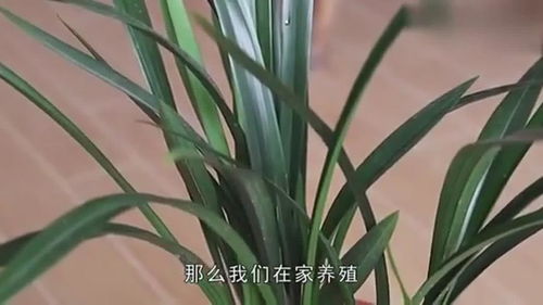 如何养出健壮美丽的兰花？