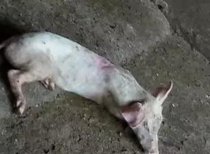 猪败血链球菌病防控与治疗策略