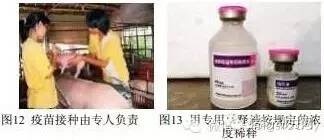 猪白细胞干扰素稀释注射浓度是多少？对非洲猪瘟的治疗效果如何？