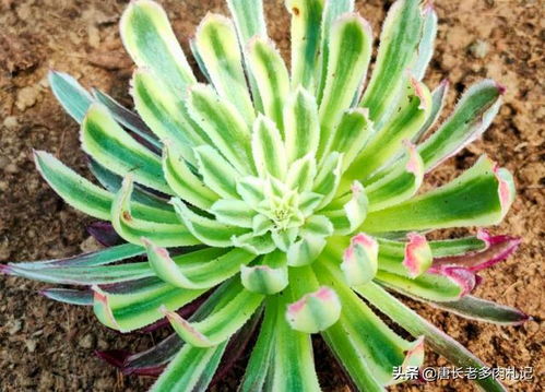 多肉小苗的养护，也是一门学问