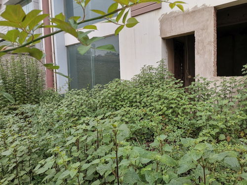 花园杂草丛生，如何一劳永逸