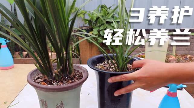 水培技巧：让冬青在水中绽放