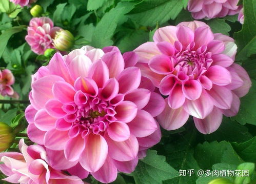 大丽花瓣为何蔫了？水分流失了吗