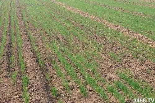 注意事项：小心为上