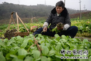 油茶秋种与春种：哪个梗赚钱？