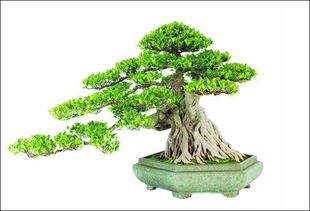 造型艺术，修剪与蟠扎手法