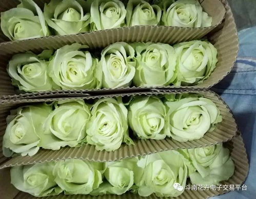 斗南花卉基地的缤纷世界