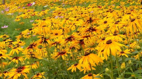 黑心菊：不怕冷也不怕晒