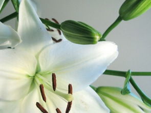 探索百合花的自然生态与人工栽培：种植技巧大揭秘