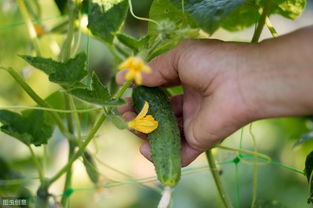 防治青虫的多样方法