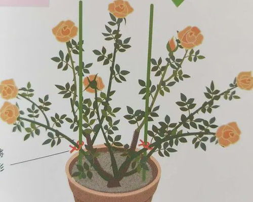 月季小苗长笋，为啥生根Zui重要？