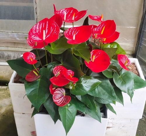 浇水要适量， 别让花儿受罪