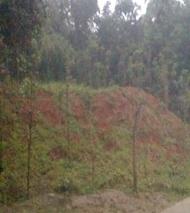 桂花树施肥的重要性