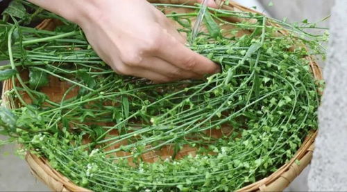 丁草胺的危害解析