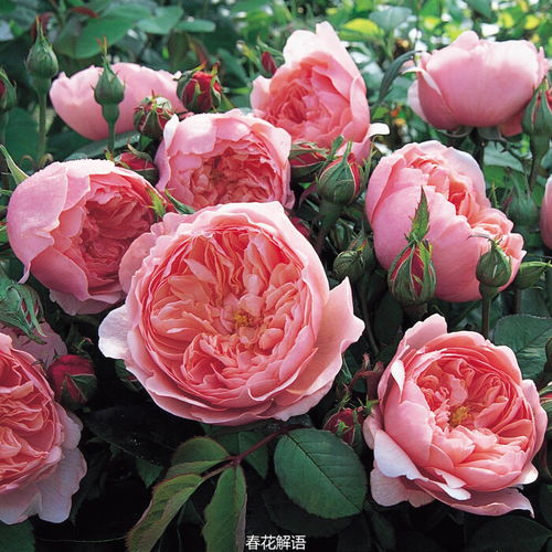 优点大揭秘：安尼克城堡月季的亮点