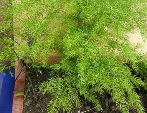 文竹适合在室外晒太阳吗？长期放在室外种植对它有影响吗