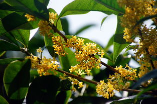 桂花香，情感的寄托