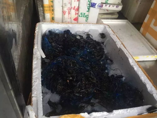 猪粪发酵生虫真的能靠这个月入5000元吗？
